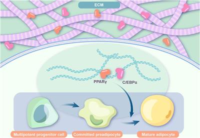 In situ Adipogenesis in Biomaterials Without Cell Seeds: Current Status and Perspectives